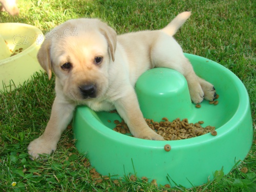 Labradorsk� retr�vr - �t���tko