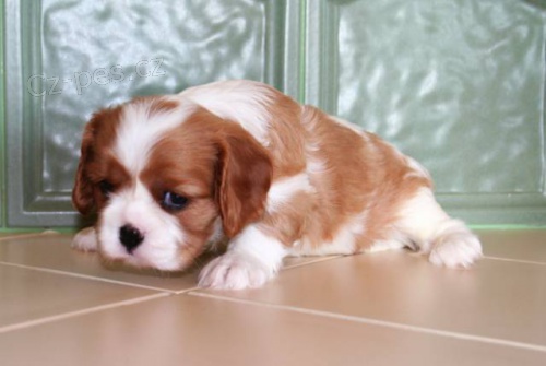 Kaval�r King Charles �pan�l