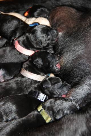 Labrador retriever - �t���tka