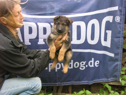 N�meck� ov��k - prod�m �t��ata