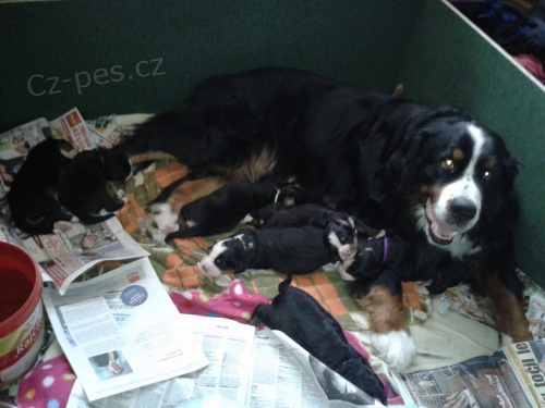 Prod�m bernsk� sala�nick� psy s PP