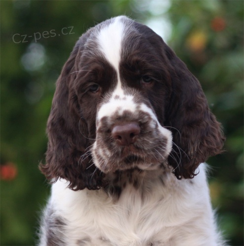 Anglick� �pringr�pan�l - �t���tka s PP