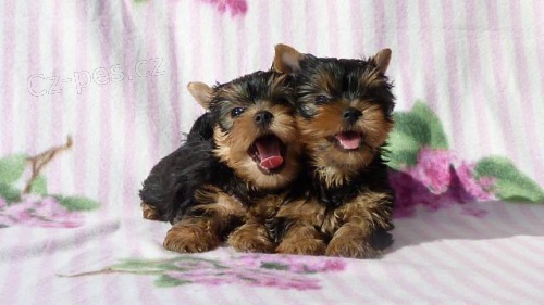 Jork��rsk� teri�r fenka s pr�kazem p�vodu