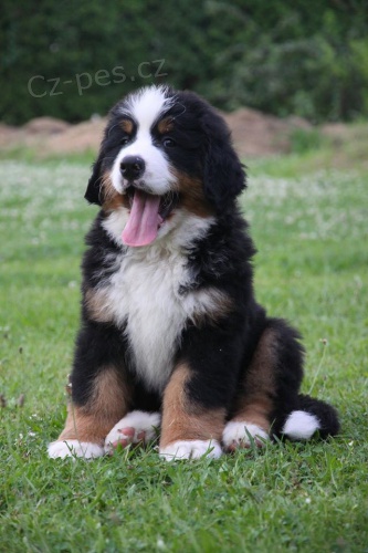 KR�SN� PEJSEK HLED� MILUJ�C� RODINU