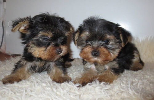 jork��r, yorkshire teri�r