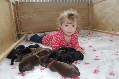 Dobrman - perspektivn� �t��ata s PP