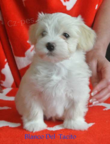 Havansk� ps�k - �t���tka s PP