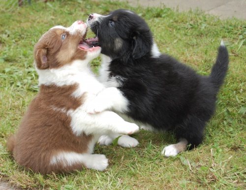 Australsk� ov��k s PP