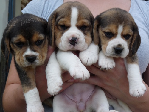 Prod�m �t��ata Beagle