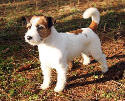 nabízím psa jrt ke krytí nabízím psa jrt ke krytí