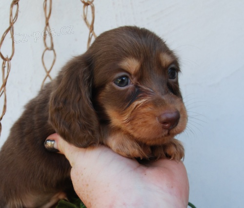 Jezev��k - �okol�dov� pejsek