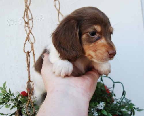 Jezev��k - �okol�dov� piebald