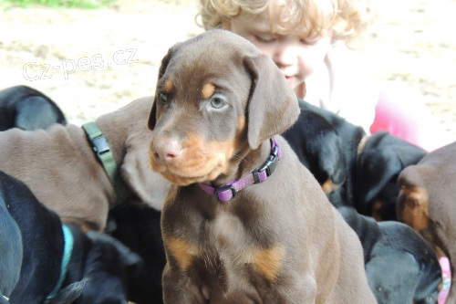 Dobrman - perspektivn� �t��ata s PP