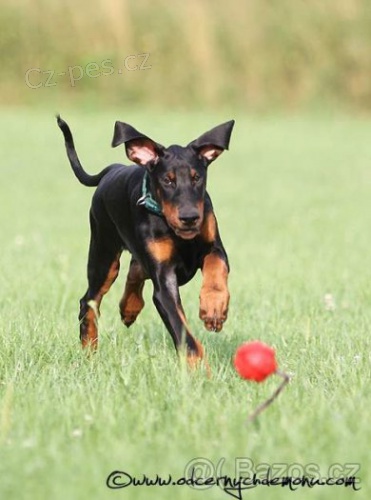 Dobrman �t���tko pejska s PP prod�m