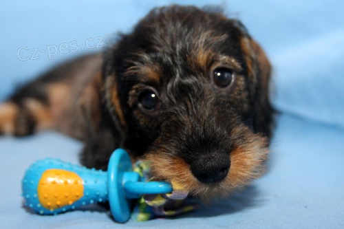 Jezev��k drsnosrst� trpasli�� �t���