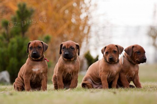 Rhod�sk� Ridgeback s PP