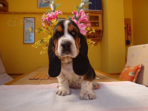 Basset Hound, Basset, Baset Basset Hound, Basset, Baset