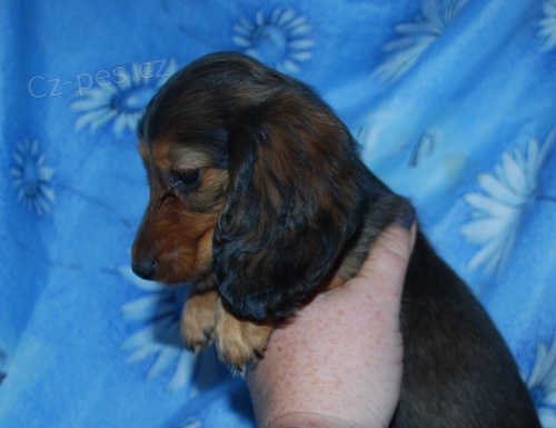 Jezev��k - �erven� pejsek