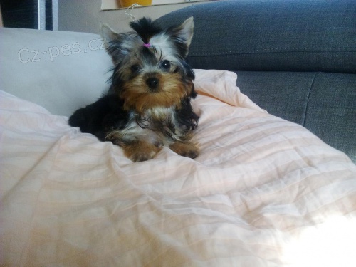 Jork��rsk� teri�r