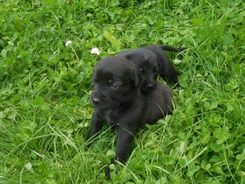 Daruji �t���tka - k��enci