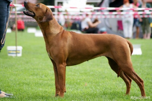 �t���tka rhod�sk�ho ridgebacka