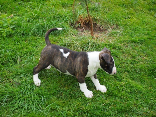 Bulterier �t���tka s PP