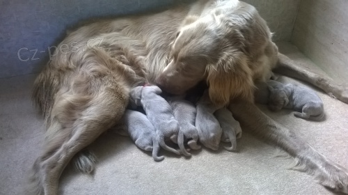 V�marsk� oha� dlouhosrst�