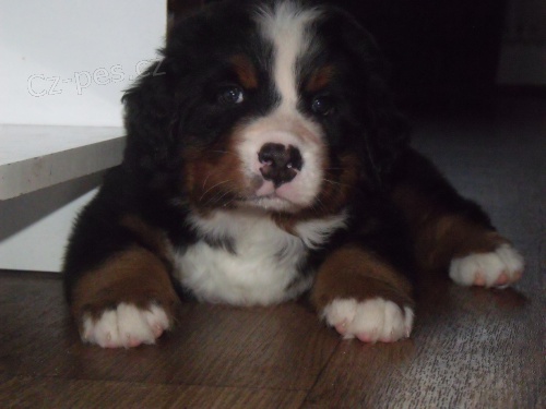 Bernsk� sala�nick� pes s PP