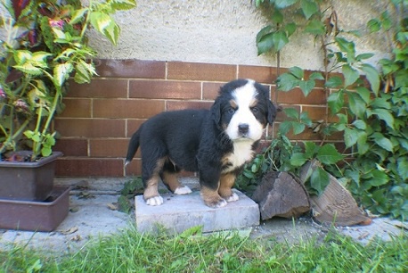 �t���tka Bernsk�ch sala�nick�ch ps� s PP