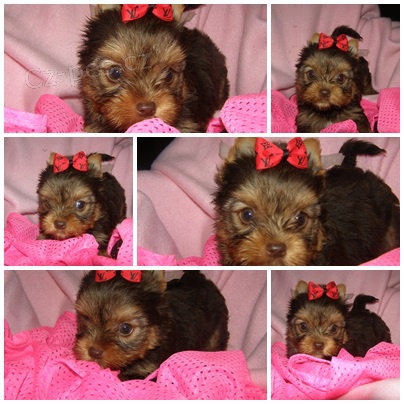 barevn� jork��rkov�