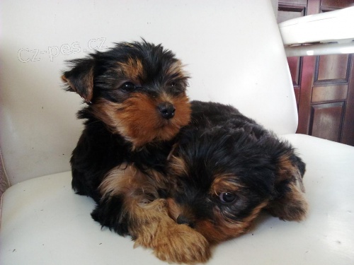 Jork��rsk� teri�r