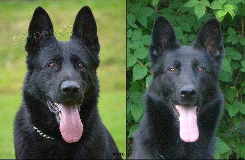 N�meck� ov��k - prod�m �t��ata