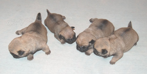 Mopsíčci - úžasná štěňátka Mopsíčci - úžasná štěňátka