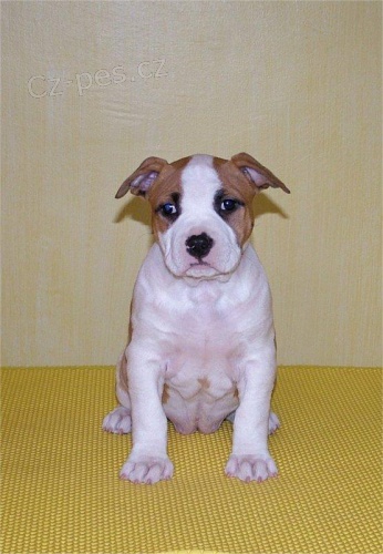 Americk� staford��rsk� terriier