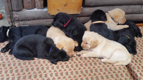 Labrador Hovawart �t���tka