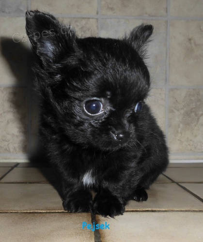 �ivava �t�n�tka