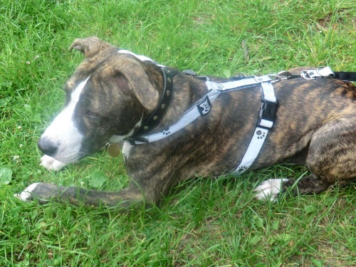 Prod�m Staford��rsk�ho teri�ra