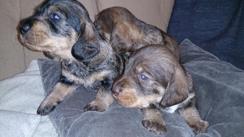 Prodej kr�sn�ch �t���tek do dobr�ch rukou