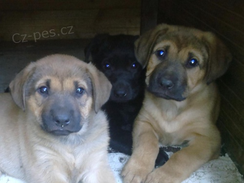 Zad�me �t��ata