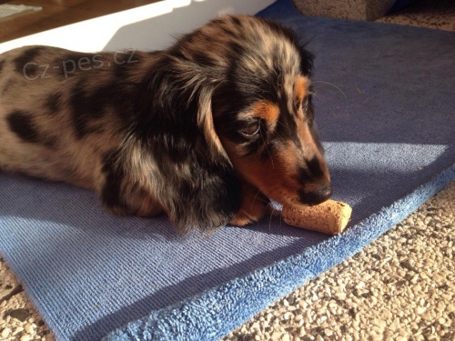 �t��ata jezev��k dlouhosrst� 