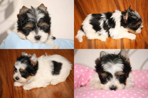 Biewer yorkshire terrier Biewer yorkshire terrier