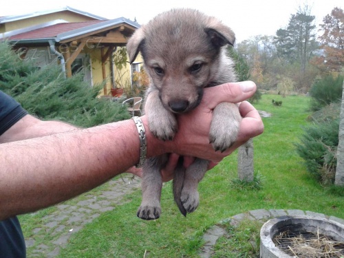 �eskoslovensk� vl��k s PP