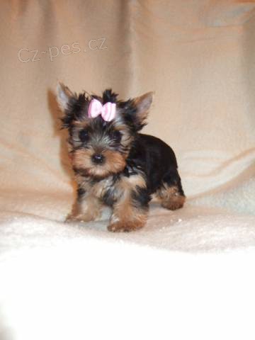 Jork��rsk� teri�r s PP