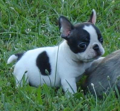 V�no�n� Francouzsk� buldo�ek �t��ata na prodej