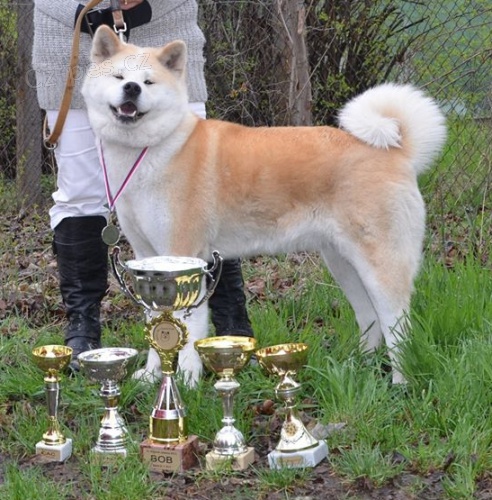 Akita inu s PP Akita inu s PP