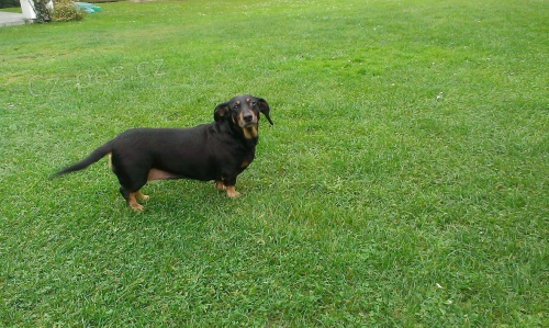 Daruji fenku kr�tk. jezev��ka