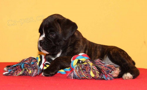 Kleo - ��han� boxer