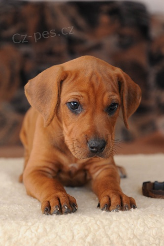 Rhod�sk� ridgeback - �t��ata s PP