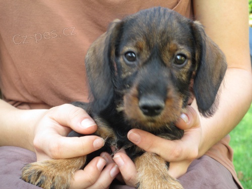 Jezev��k drsnosrst� standard