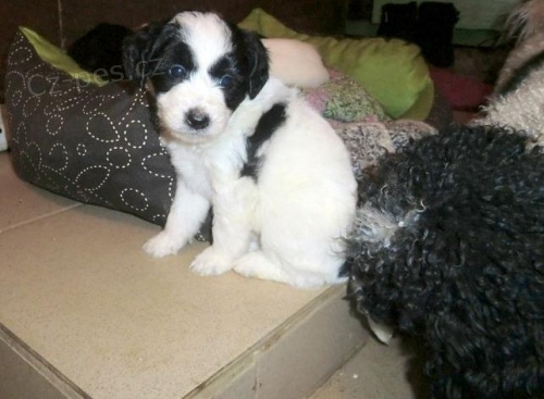 V�no�n� �t���tka